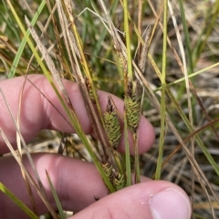 Carex gaudichaudiana (Fen Sedge) at Cotter River, ACT - 26 Feb 2023 by Tapirlord