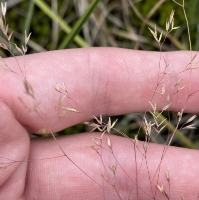 Agrostis (genus) (Bentgrass) at Cotter River, ACT - 26 Feb 2023 by Tapirlord