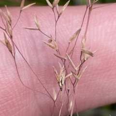 Agrostis sp. at Cotter River, ACT - 26 Feb 2023 12:13 PM