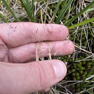 Agrostis sp. at Cotter River, ACT - 26 Feb 2023 12:13 PM