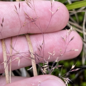 Agrostis sp. at Cotter River, ACT - 26 Feb 2023 12:13 PM