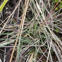 Agrostis sp. at Cotter River, ACT - 26 Feb 2023 12:13 PM