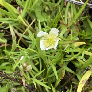 Ranunculus millanii at Cotter River, ACT - 26 Feb 2023