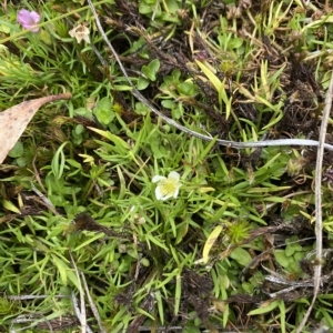 Ranunculus millanii at Cotter River, ACT - 26 Feb 2023