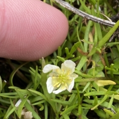 Ranunculus millanii at Cotter River, ACT - 26 Feb 2023