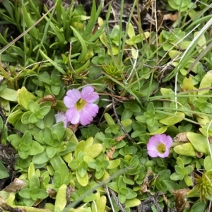 Gratiola nana at Cotter River, ACT - 26 Feb 2023