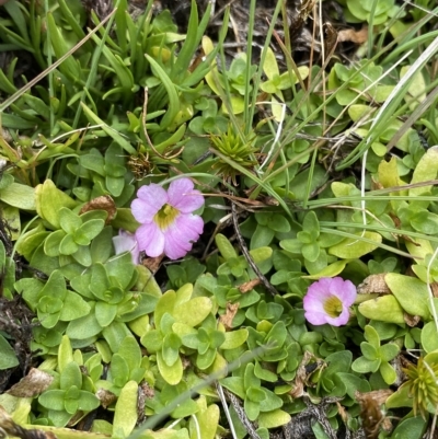 Gratiola nana at Namadgi National Park - 26 Feb 2023 by Tapirlord