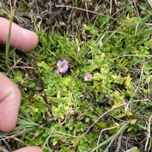 Gratiola nana at Cotter River, ACT - 26 Feb 2023