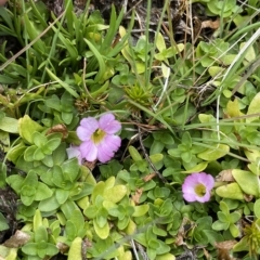 Gratiola nana at Cotter River, ACT - 26 Feb 2023 12:11 PM