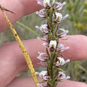 Paraprasophyllum venustum at Cotter River, ACT - 26 Feb 2023