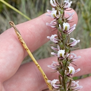 Prasophyllum venustum at Cotter River, ACT - 26 Feb 2023