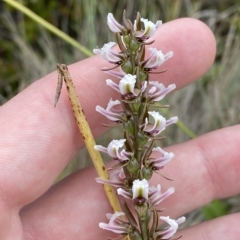 Paraprasophyllum venustum at Cotter River, ACT - suppressed