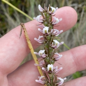 Paraprasophyllum venustum at Cotter River, ACT - suppressed