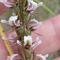 Paraprasophyllum venustum at Cotter River, ACT - 26 Feb 2023