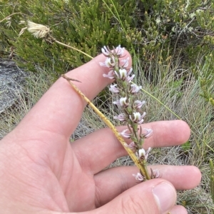 Paraprasophyllum venustum at Cotter River, ACT - suppressed