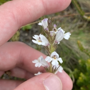 Euphrasia caudata at Cotter River, ACT - 26 Feb 2023