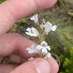 Euphrasia caudata at Cotter River, ACT - 26 Feb 2023