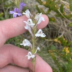 Euphrasia caudata at Cotter River, ACT - 26 Feb 2023