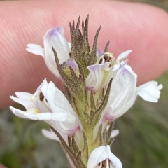 Euphrasia caudata at Cotter River, ACT - 26 Feb 2023