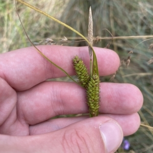 Carex blakei at Cotter River, ACT - 26 Feb 2023 12:03 PM