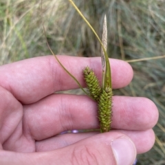 Carex blakei at Cotter River, ACT - 26 Feb 2023 12:03 PM