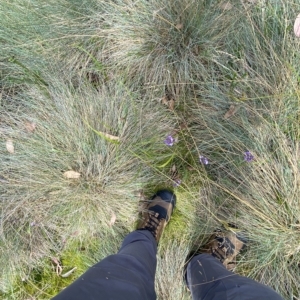 Carex blakei at Cotter River, ACT - 26 Feb 2023