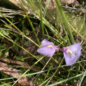 Utricularia dichotoma at Cotter River, ACT - 26 Feb 2023