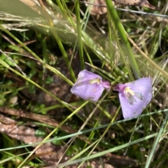 Utricularia dichotoma at Cotter River, ACT - 26 Feb 2023