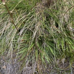 Stylidium montanum (alpine triggerplant) at Cotter River, ACT - 26 Feb 2023 by Tapirlord