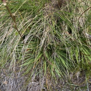 Stylidium montanum at Cotter River, ACT - 26 Feb 2023 12:01 PM