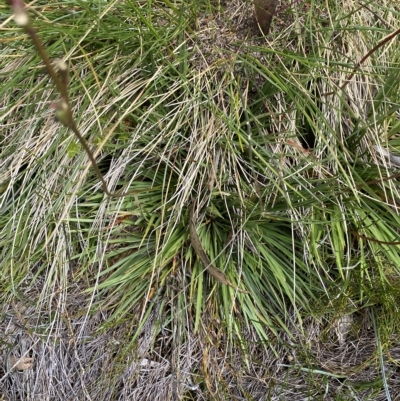 Stylidium montanum (alpine triggerplant) at Cotter River, ACT - 26 Feb 2023 by Tapirlord