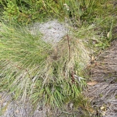 Stylidium montanum at Cotter River, ACT - 26 Feb 2023