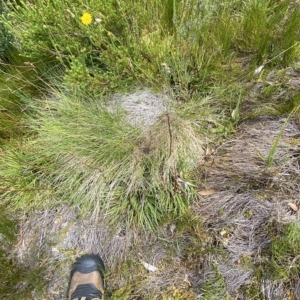 Stylidium montanum at Cotter River, ACT - 26 Feb 2023 12:01 PM