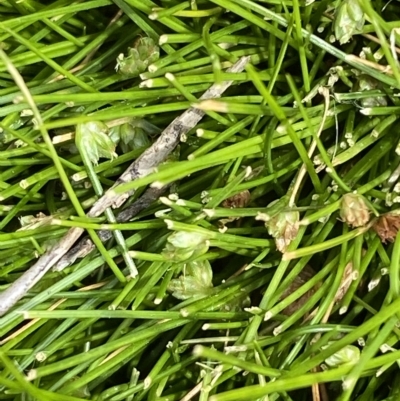 Isolepis montivaga (Fog Club-Sedge) at Cotter River, ACT - 26 Feb 2023 by Tapirlord