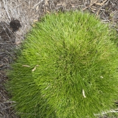 Isolepis montivaga at Cotter River, ACT - 26 Feb 2023