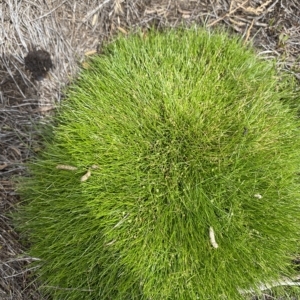 Isolepis montivaga at Cotter River, ACT - 26 Feb 2023