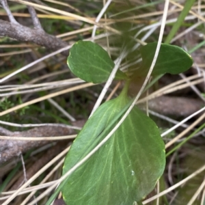 Barbarea grayi at Cotter River, ACT - 26 Feb 2023 11:59 AM