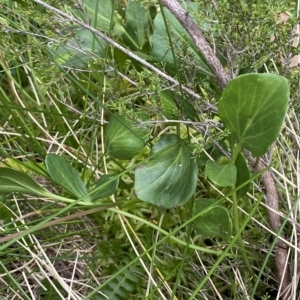 Barbarea grayi at Cotter River, ACT - 26 Feb 2023 11:59 AM