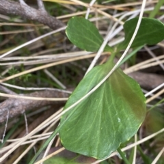 Barbarea grayi at Cotter River, ACT - 26 Feb 2023