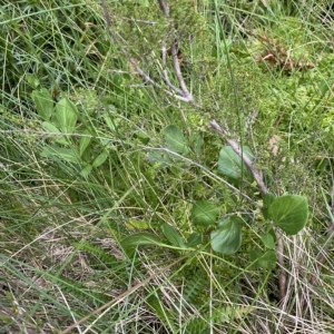 Barbarea grayi at Cotter River, ACT - 26 Feb 2023 11:59 AM