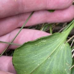 Barbarea grayi at Cotter River, ACT - 26 Feb 2023 11:59 AM