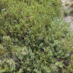 Dracophyllum continentis (Candle Heath) at Cotter River, ACT - 26 Feb 2023 by Tapirlord