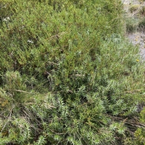 Dracophyllum continentis at Cotter River, ACT - 26 Feb 2023 11:56 AM