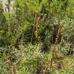 Dracophyllum continentis at Cotter River, ACT - 26 Feb 2023