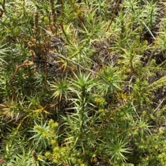 Dracophyllum continentis at Cotter River, ACT - 26 Feb 2023 11:56 AM