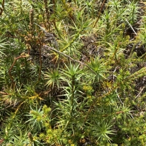 Dracophyllum continentis at Cotter River, ACT - 26 Feb 2023