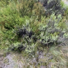 Ozothamnus cupressoides at Cotter River, ACT - 26 Feb 2023 11:56 AM