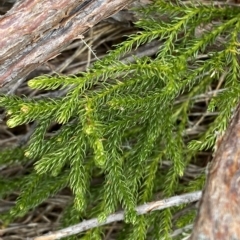 Austrolycopodium fastigiatum (Alpine Club Moss) at Cotter River, ACT - 26 Feb 2023 by Tapirlord