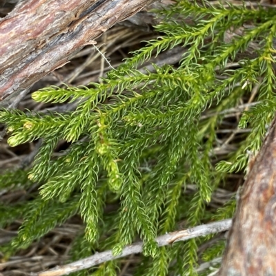 Austrolycopodium fastigiatum (Alpine Club Moss) at Cotter River, ACT - 26 Feb 2023 by Tapirlord