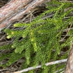 Austrolycopodium fastigiatum at Cotter River, ACT - 26 Feb 2023 11:54 AM